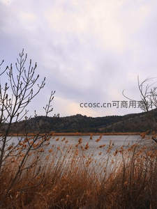 湖畔芦苇映山色，冬日静谧水天一