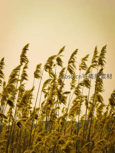 夕阳余晖染芦荡，金色波浪涌天边