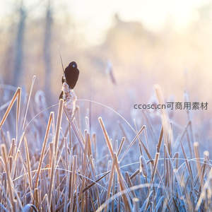 晨霜覆芦鸟独立，暖阳初照影朦胧