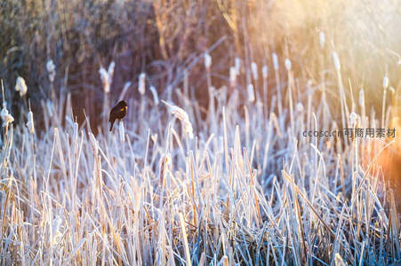 霜花点染芦苇荡，鸟鸣声中沐晨光