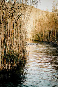 金色芦苇丛中的宁静水道