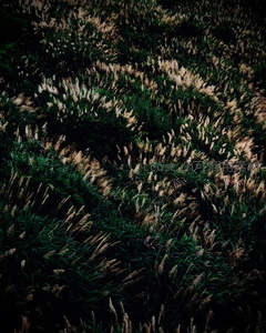 暗调光影下的茂密草甸