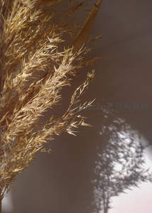 阳光穿透干燥芦苇的细节