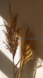 墙边两株芦苇的光影艺术