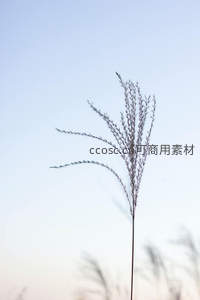 单株芦苇迎风独立蓝天