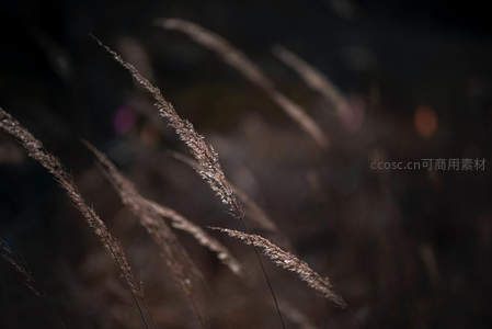 暗调背景中细长草茎的微距特写