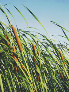 晴空下翠绿香蒲挺立生机盎然