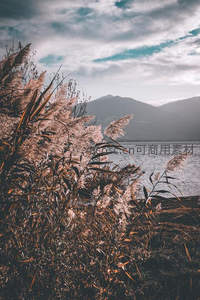 湖畔芦苇摇曳远山云影相映成趣