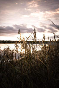 日落时分湖面倒影与芦苇剪影