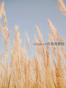 金黄芦苇随风摇曳映蓝天