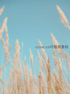 浅蓝天空下柔美芦苇丛