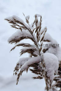 雪覆芦苇枝头显冬韵