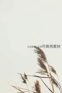 逆光下芦苇穗的剪影特写