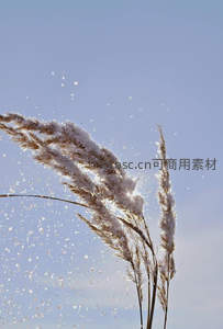 雪花纷飞中芦苇的冬日诗篇