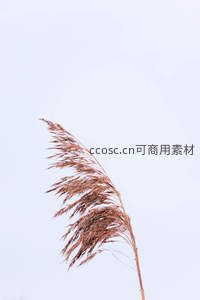 风中摇曳的单枝芦苇特写