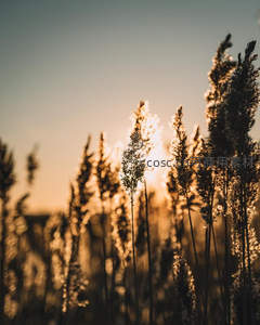 夕阳余晖中芦苇丛的金色剪影
