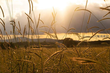 夕阳下的金色草浪与远山剪影