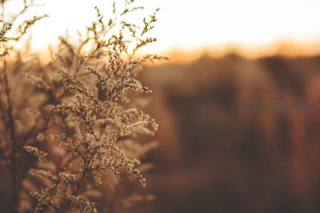 秋日枯枝在暖阳下绽放柔美