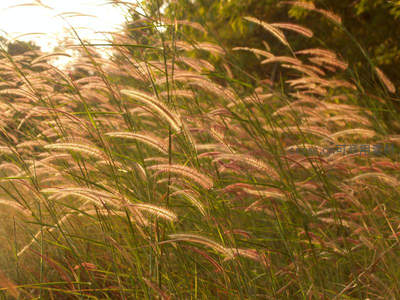 风吹麦浪沐浴晨曦金光闪闪