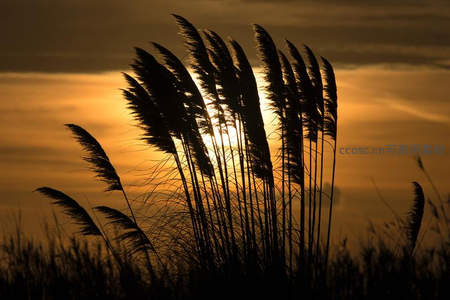 芦苇剪影映衬绚烂黄昏天幕