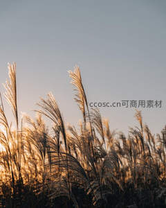 晨曦微光中芦苇穗轻盈摇曳