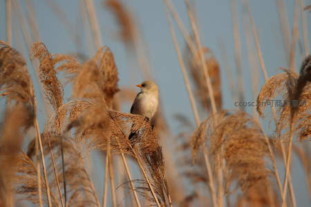 小鸟栖息芦苇顶端沐浴暖阳