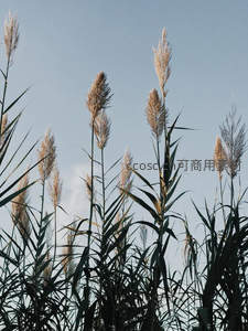 蓝天背景下芦苇花穗挺拔向上