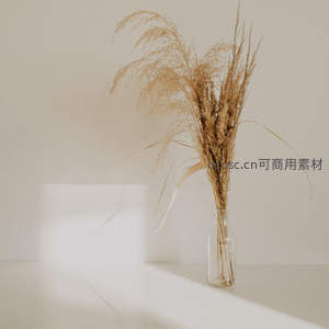 玻璃瓶中芦苇，光影静谧