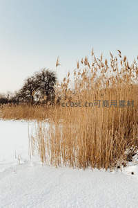 雪地芦苇丛，冬日暖金