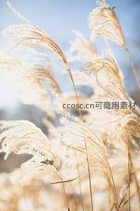 阳光穿透芦苇，梦幻柔光