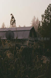 雾中农舍与枯黄芦苇丛