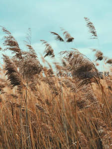 风中摇曳的芦苇花海