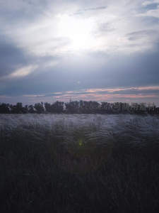 夕阳下的芦苇荡与天空云彩