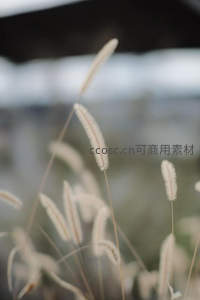 柔焦镜头下的狗尾草特写