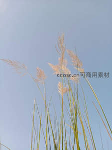 蓝天映衬下随风飘扬的芦花