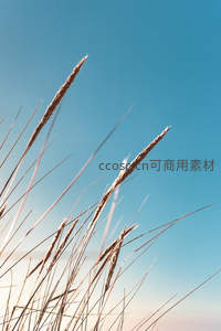 蓝天映衬下的细长草穗特写