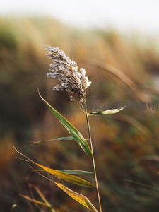 单株芦苇在柔光中静静绽放