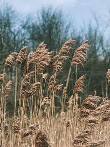 风吹芦荡，枝叶飘扬如浪