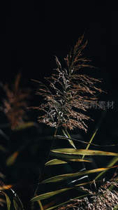 暗夜中逆光芦苇的精致轮廓
