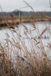 湖畔芦苇随风摇曳的宁静秋景