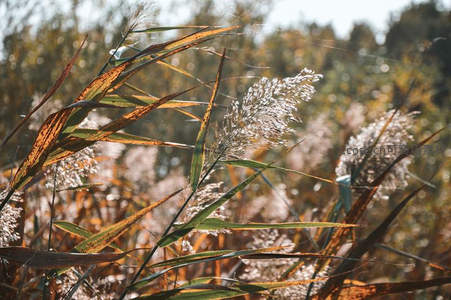 阳光穿透芦苇穗的温暖特写