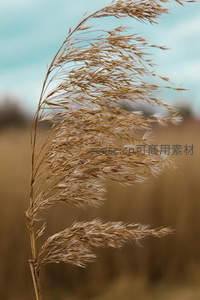 风中摇曳的芦苇特写，展现自然柔美姿态