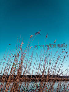 蓝天映衬下挺拔芦苇丛，湖畔静谧风景