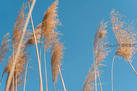 仰拍视角下的金色芦苇穗，蓝天为幕