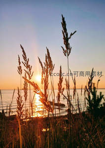 夕阳透过芦苇丛，海面波光粼粼
