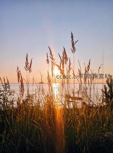 海岸芦苇剪影，夕阳西下金辉洒满海面