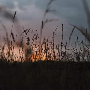 暮色中草丛剪影，云层透出温柔夕照