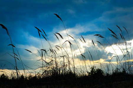 暮色芦苇剪影，云霞映衬自然之美