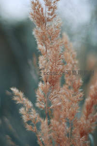 微距镜头下的芦花柔美细节