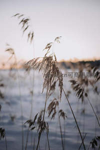 雪地芦苇随风轻舞，冬日诗意
